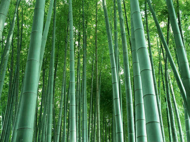 Bamboo