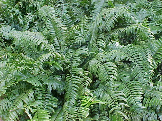 Fern