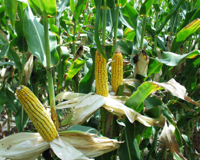 Maize