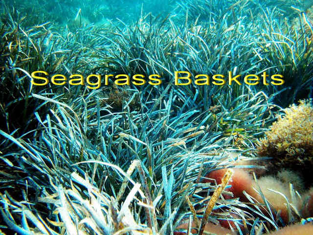 Sea Grass